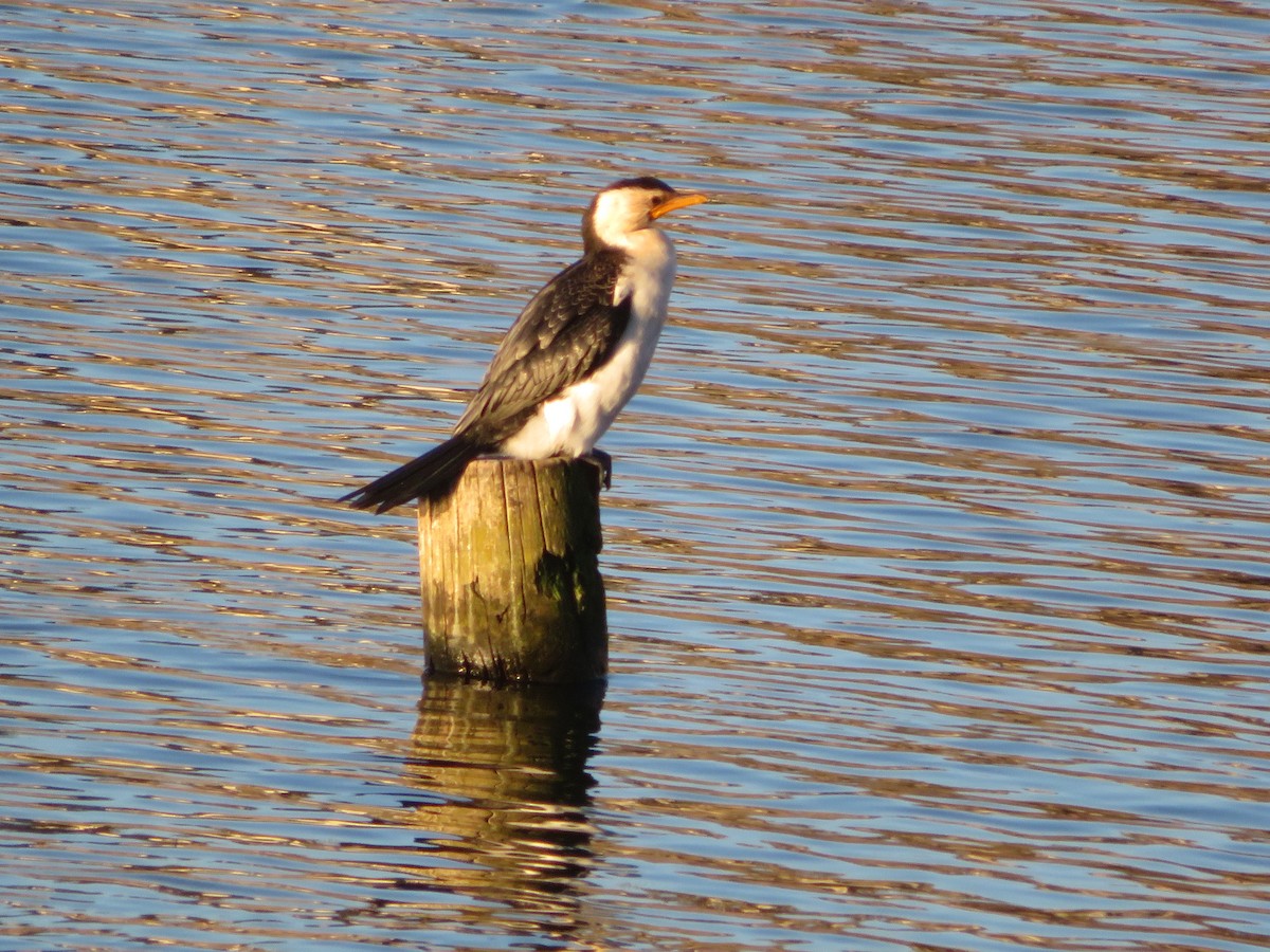 Little Pied Cormorant - ML620434803