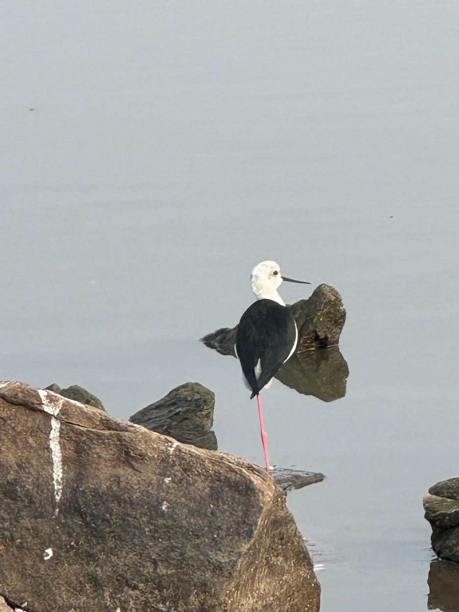 Black-winged Stilt - ML620434809