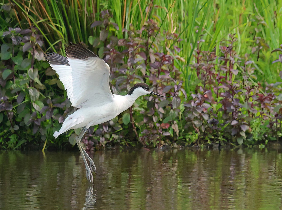 Avocette élégante - ML620434812