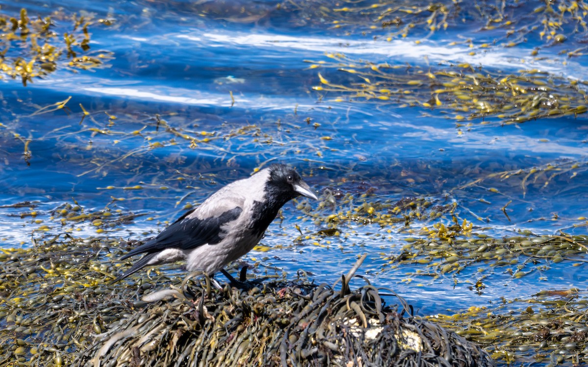 Hooded Crow (Hooded) - ML620434815