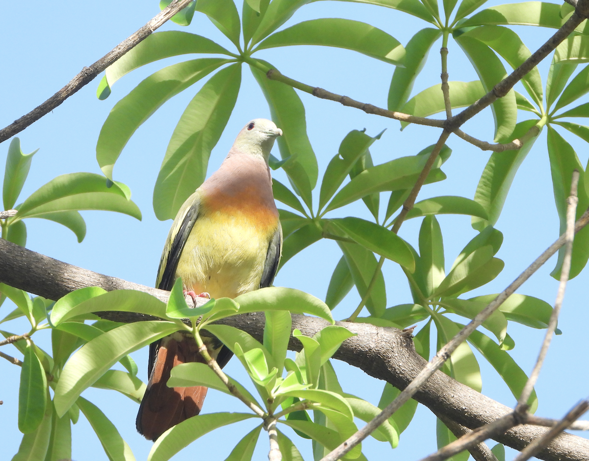 Pembe Boyunlu Yeşil Güvercin - ML620434816