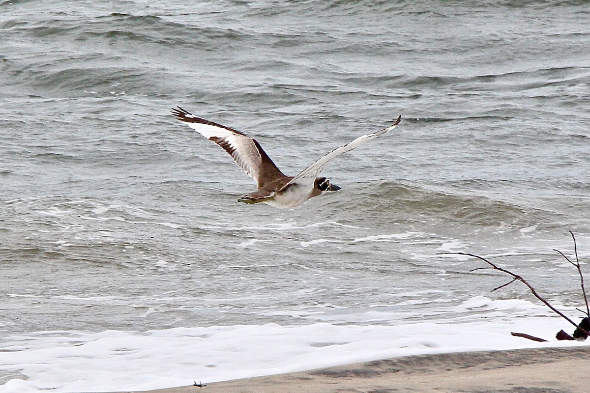 Beach Thick-knee - ML620434819