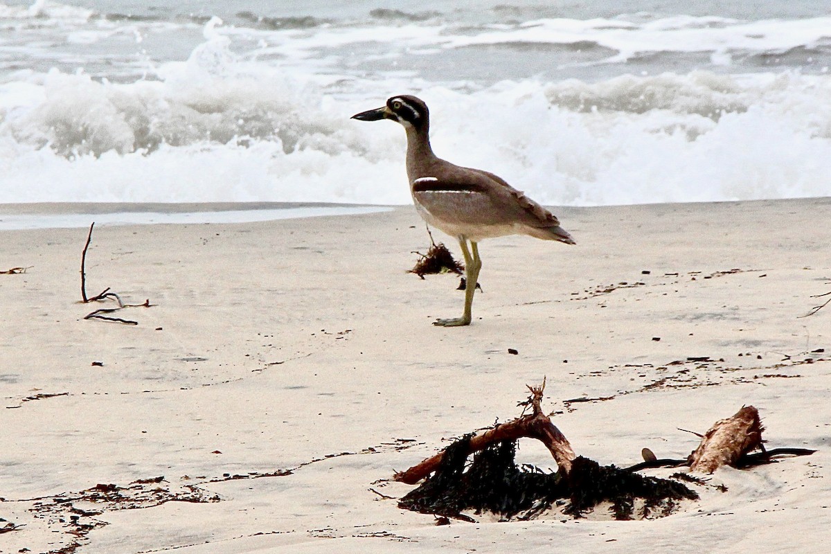 Beach Thick-knee - ML620434821