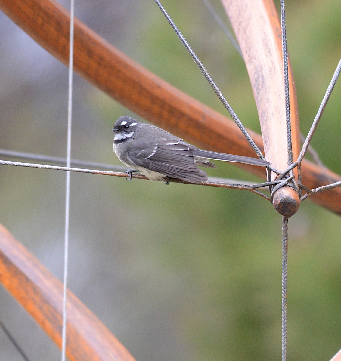 Gray Fantail - ML620434828