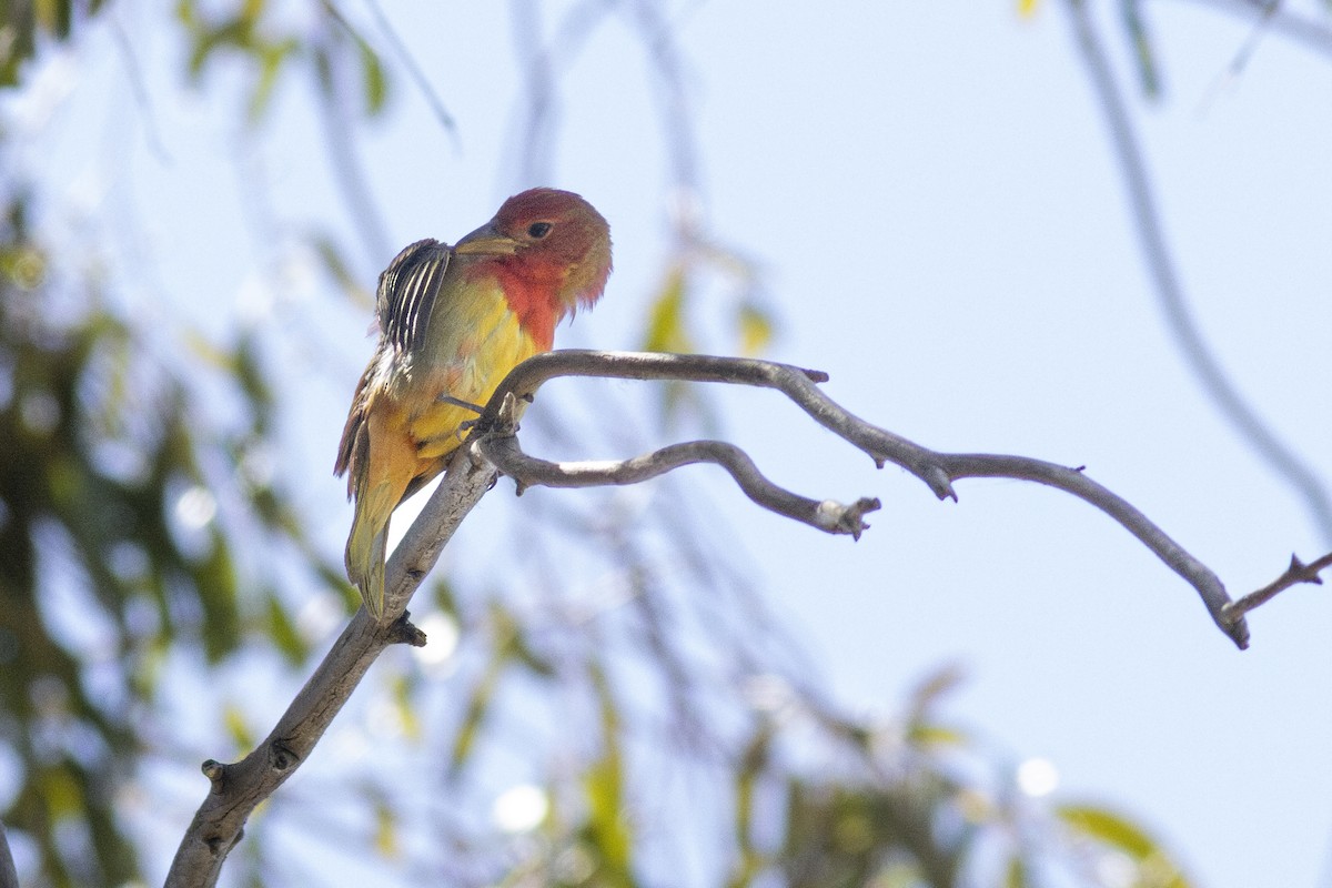 Summer Tanager - ML620434829