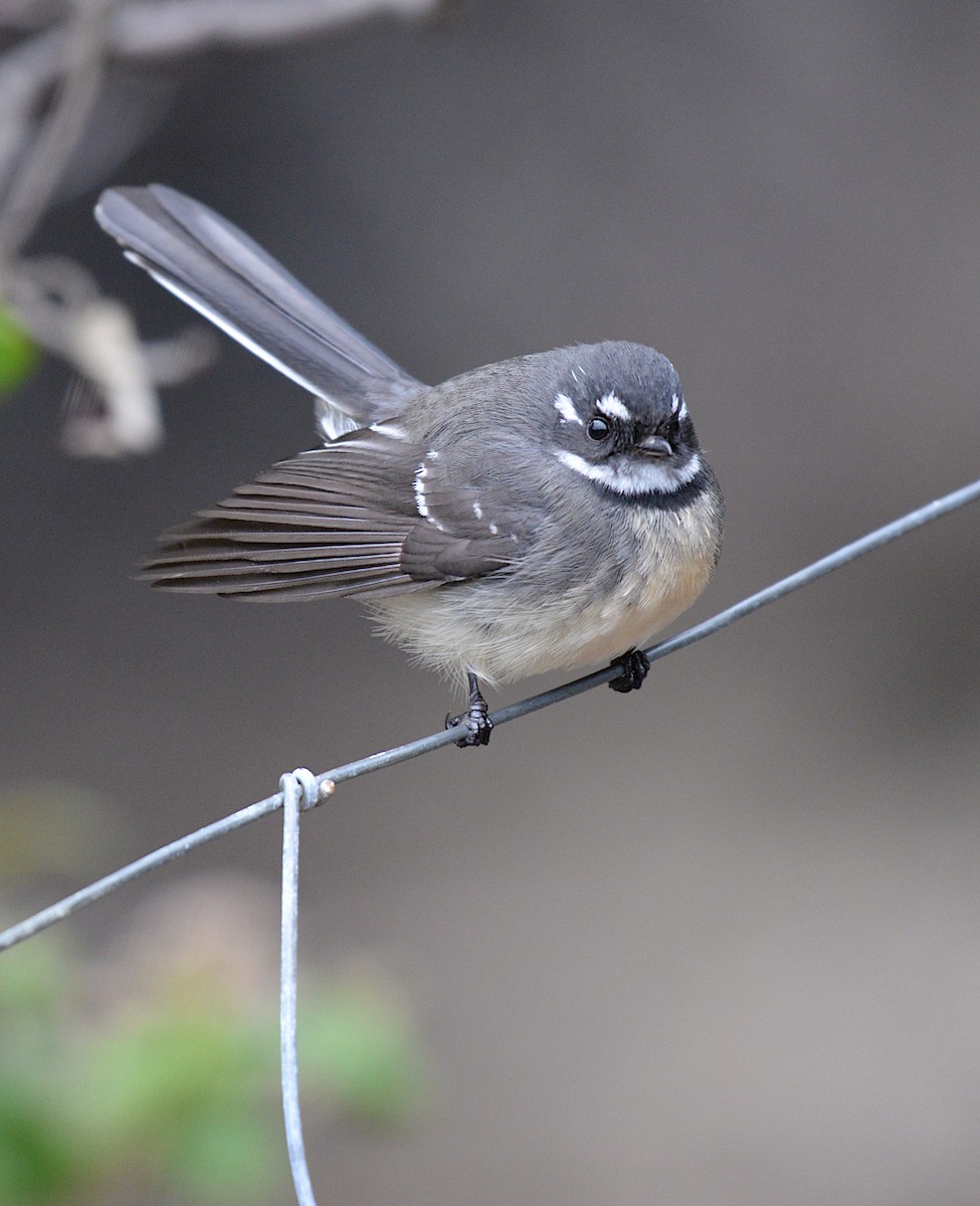 Gray Fantail - ML620434831