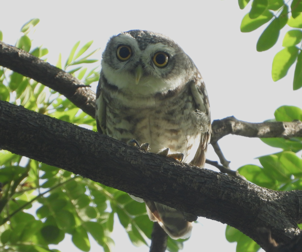 Spotted Owlet - ML620434832