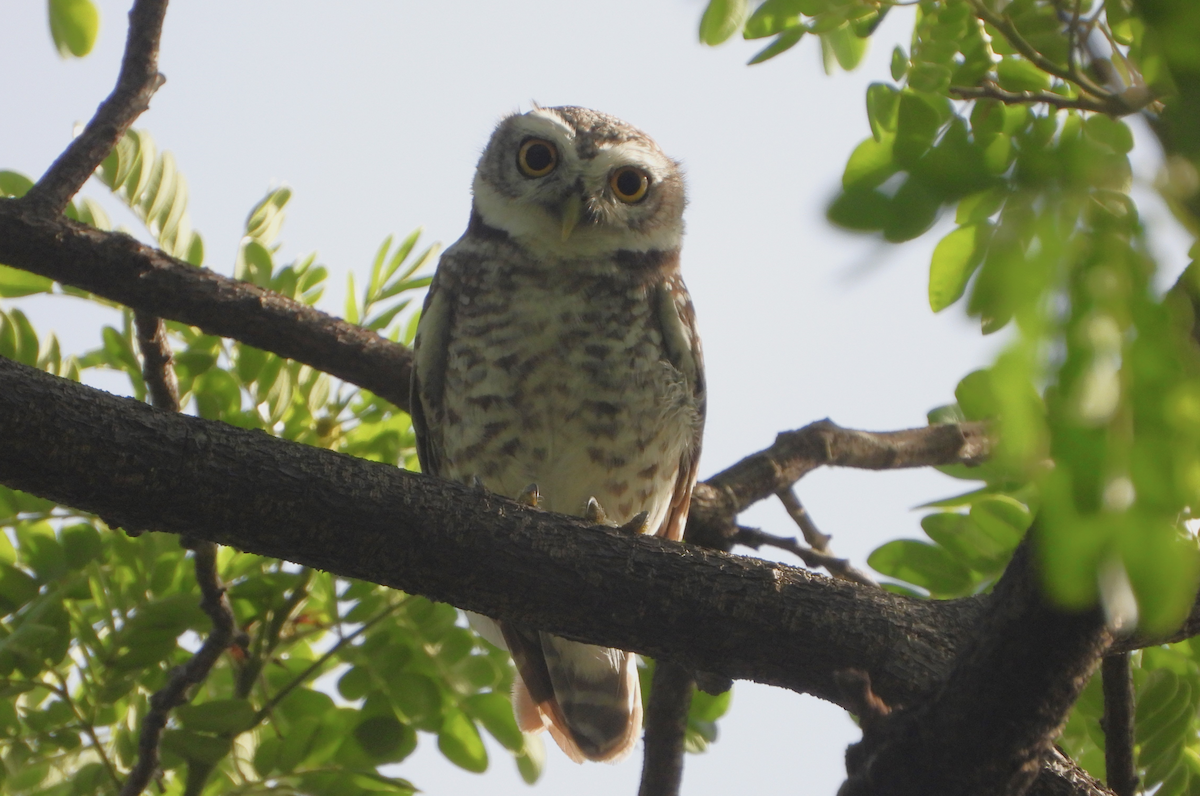 Spotted Owlet - ML620434833