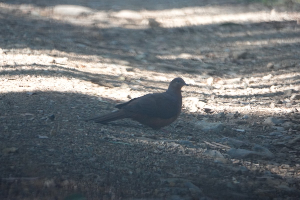 Brown Cuckoo-Dove - ML620434835