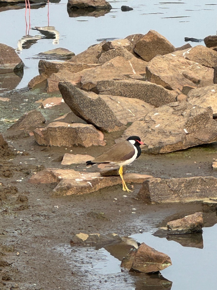 Red-wattled Lapwing - ML620434836