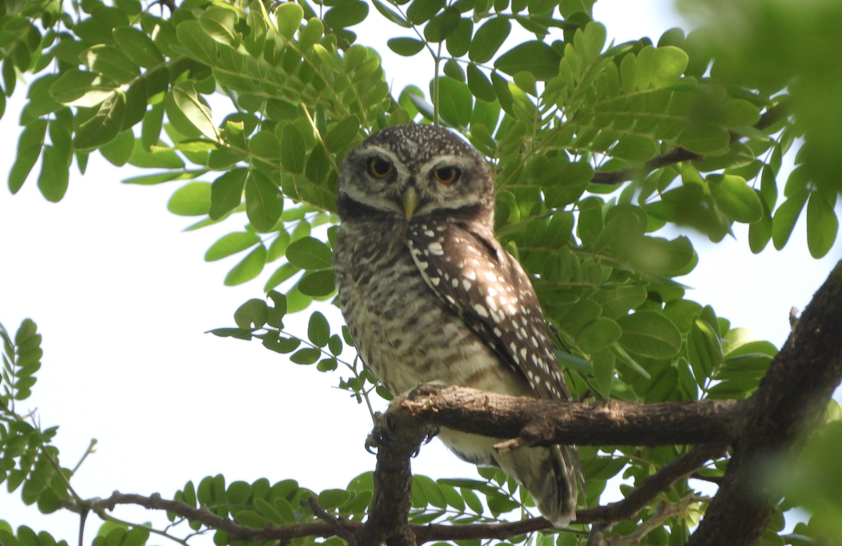 Spotted Owlet - ML620434837