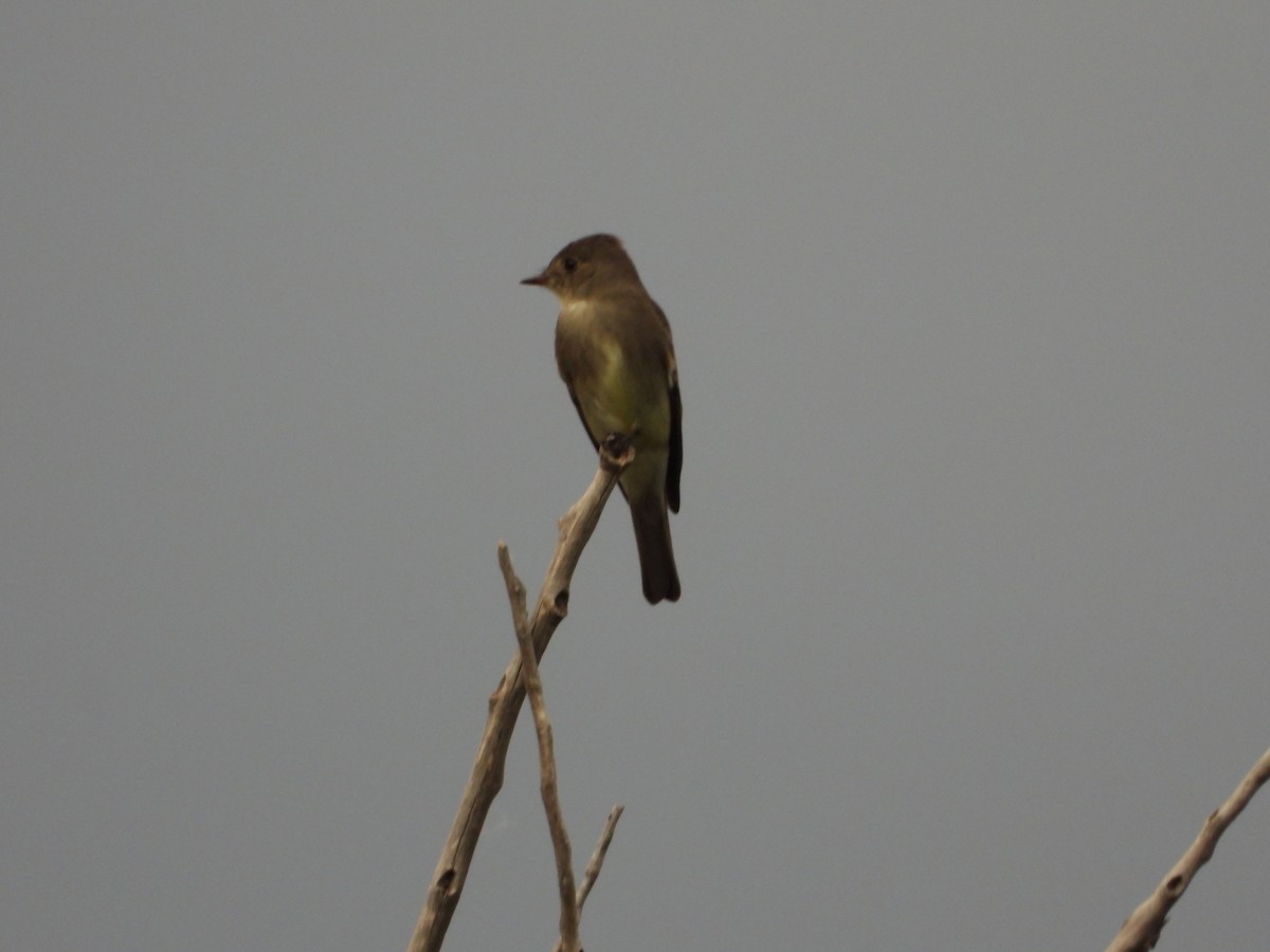 new world flycatcher sp. - ML620434840