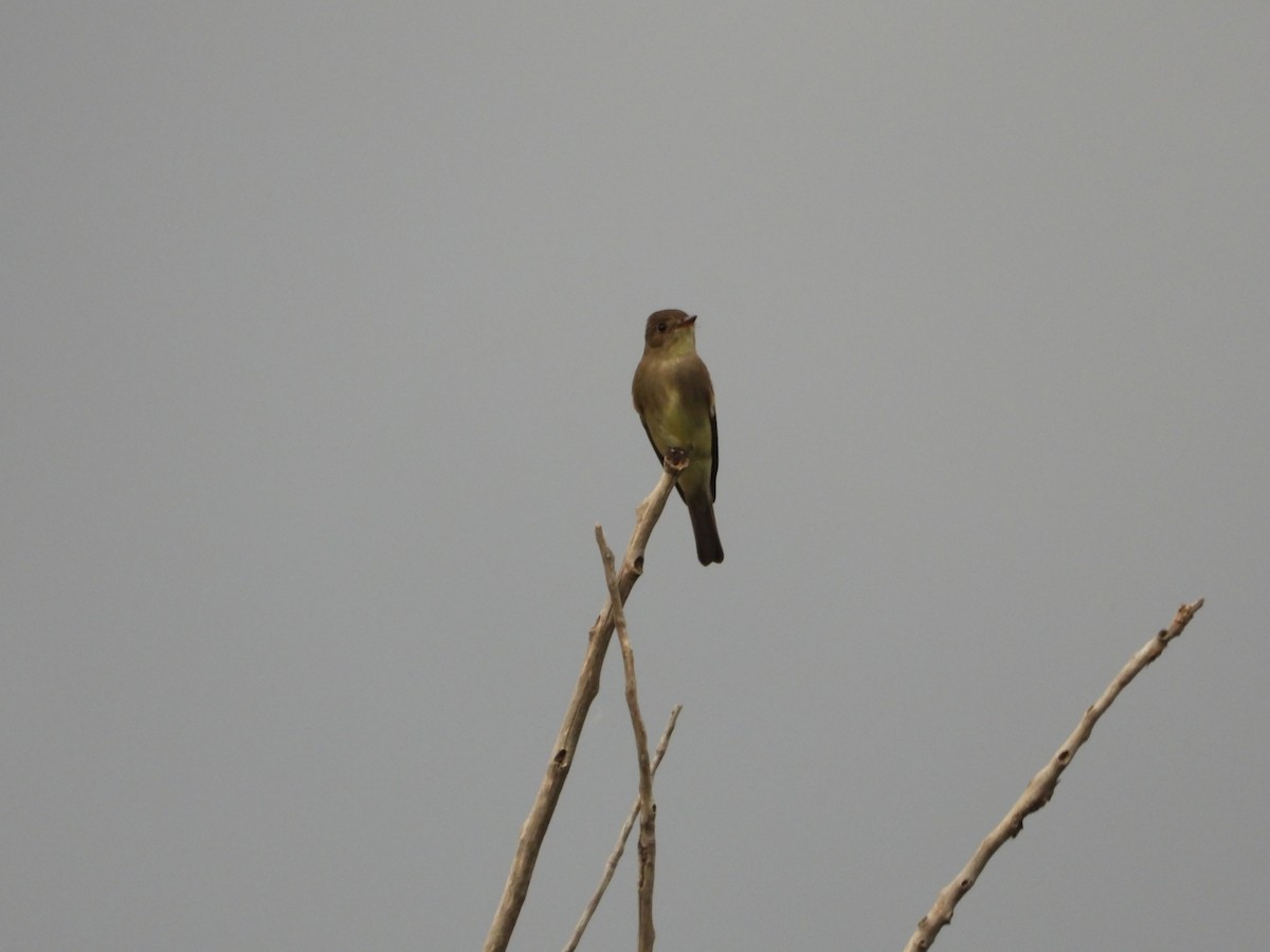 new world flycatcher sp. - ML620434841