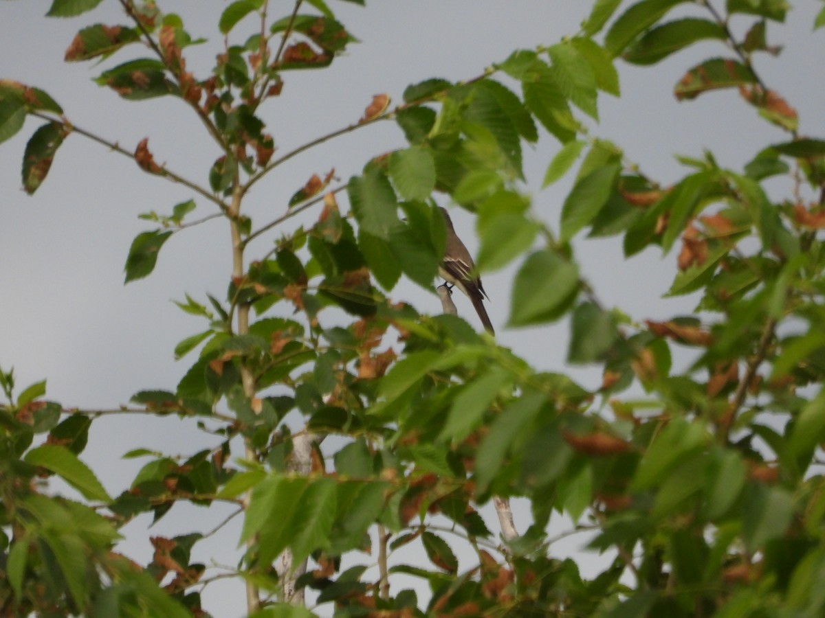 new world flycatcher sp. - ML620434842