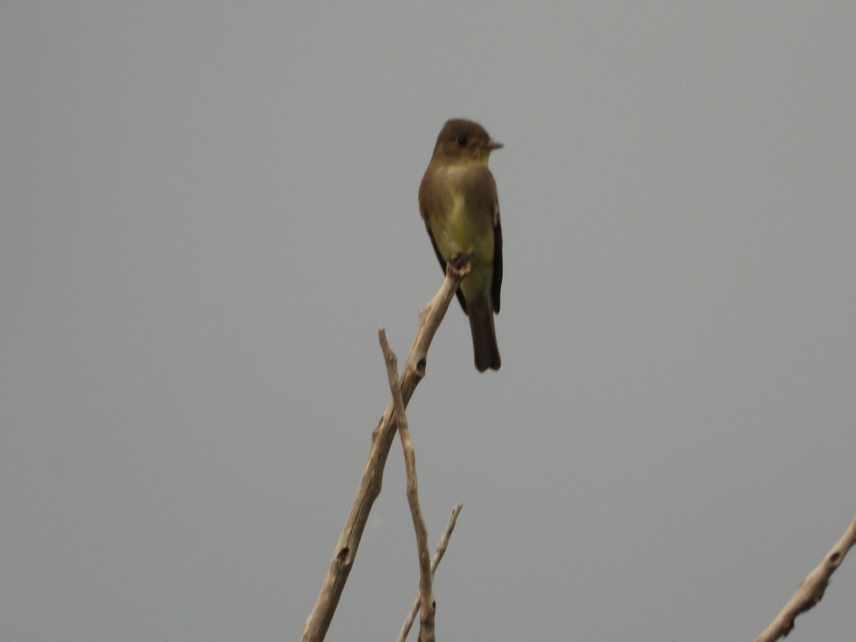 new world flycatcher sp. - ML620434843