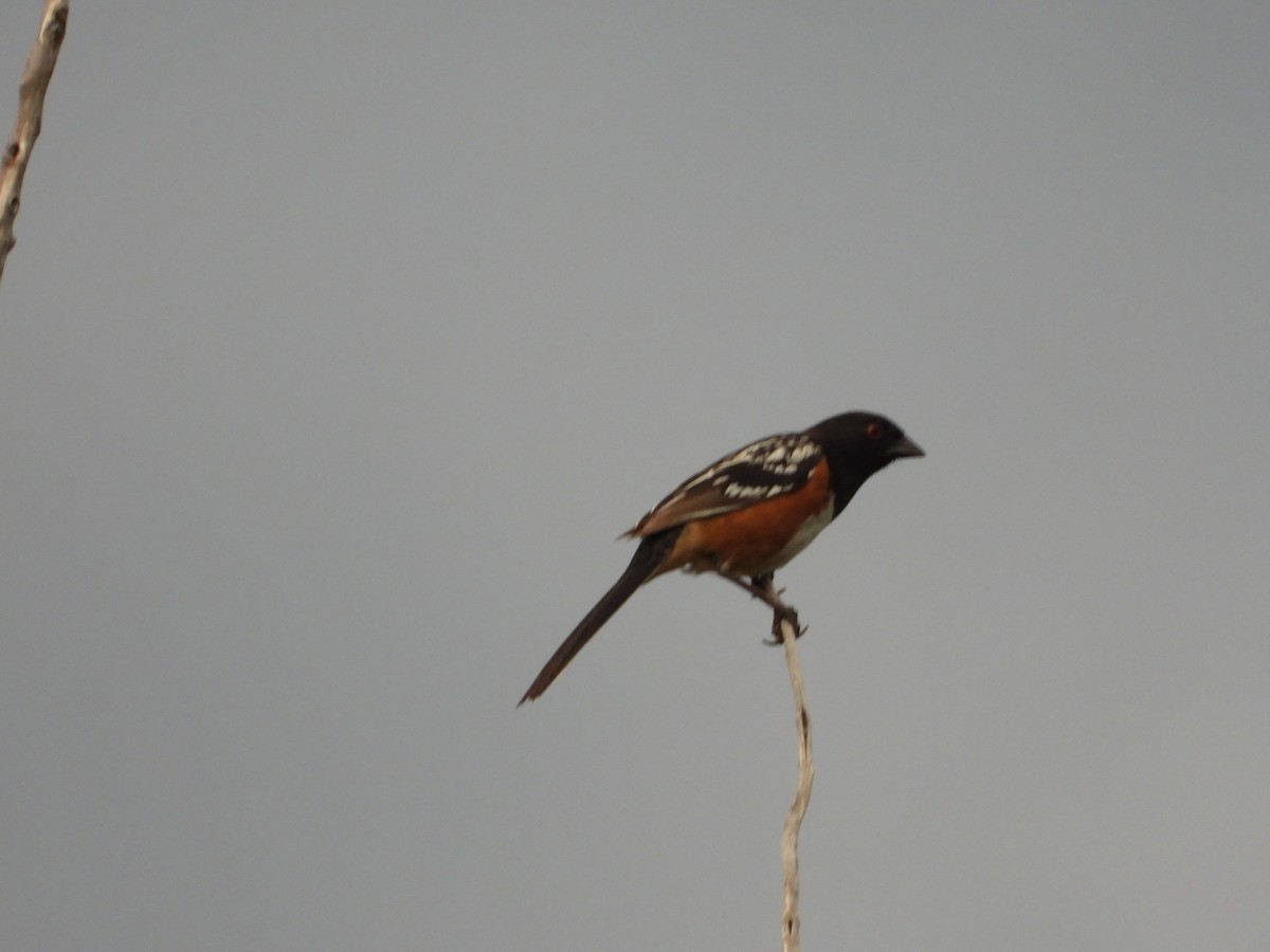 Spotted Towhee - ML620434845