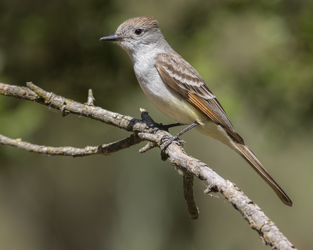 Ash-throated Flycatcher - ML620434846