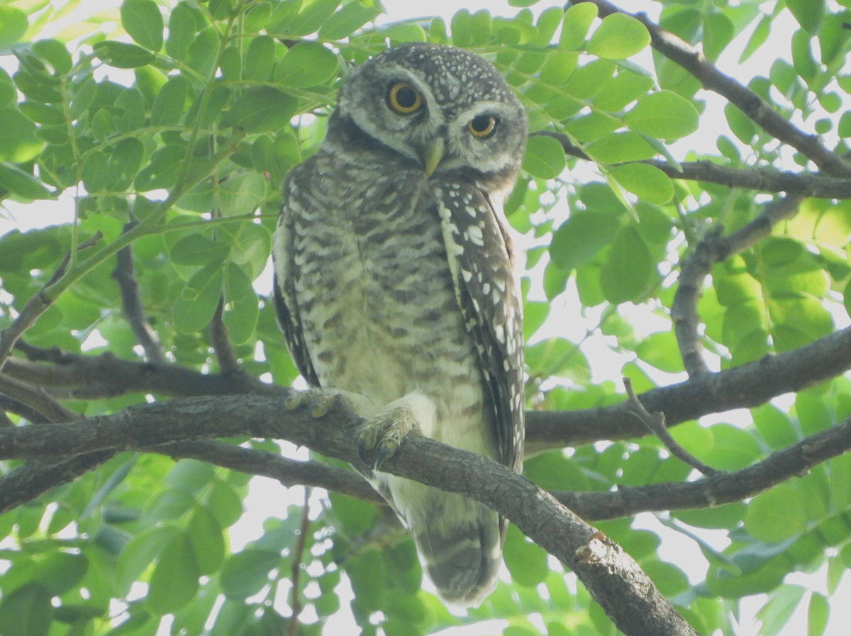 Spotted Owlet - ML620434847