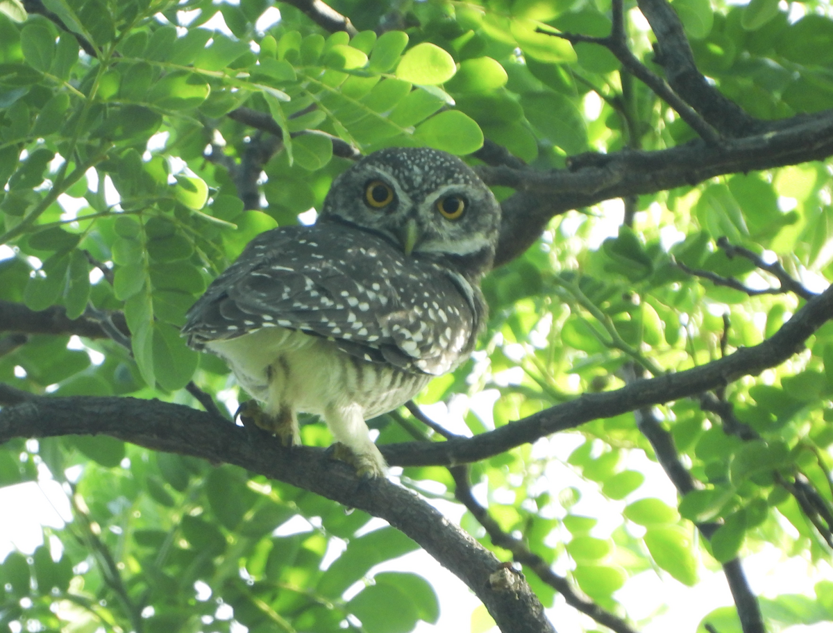 Spotted Owlet - ML620434851