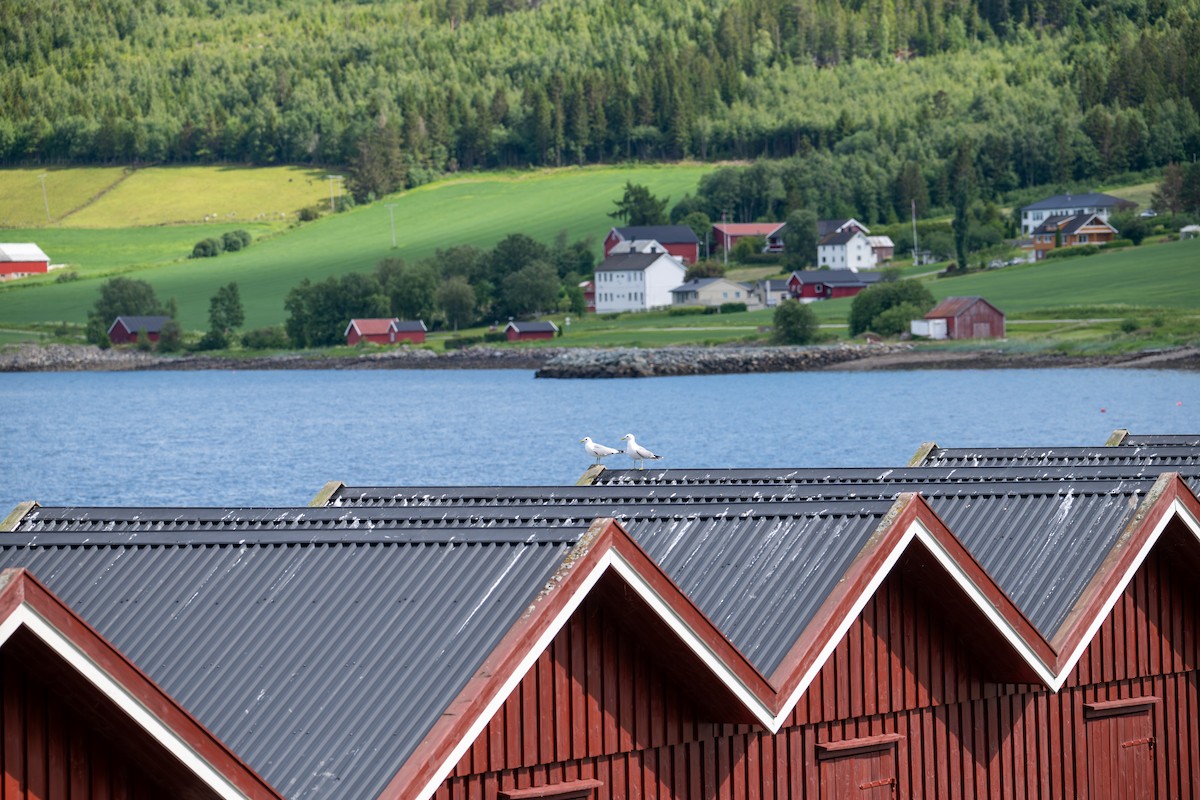 Common Gull (European) - ML620434854