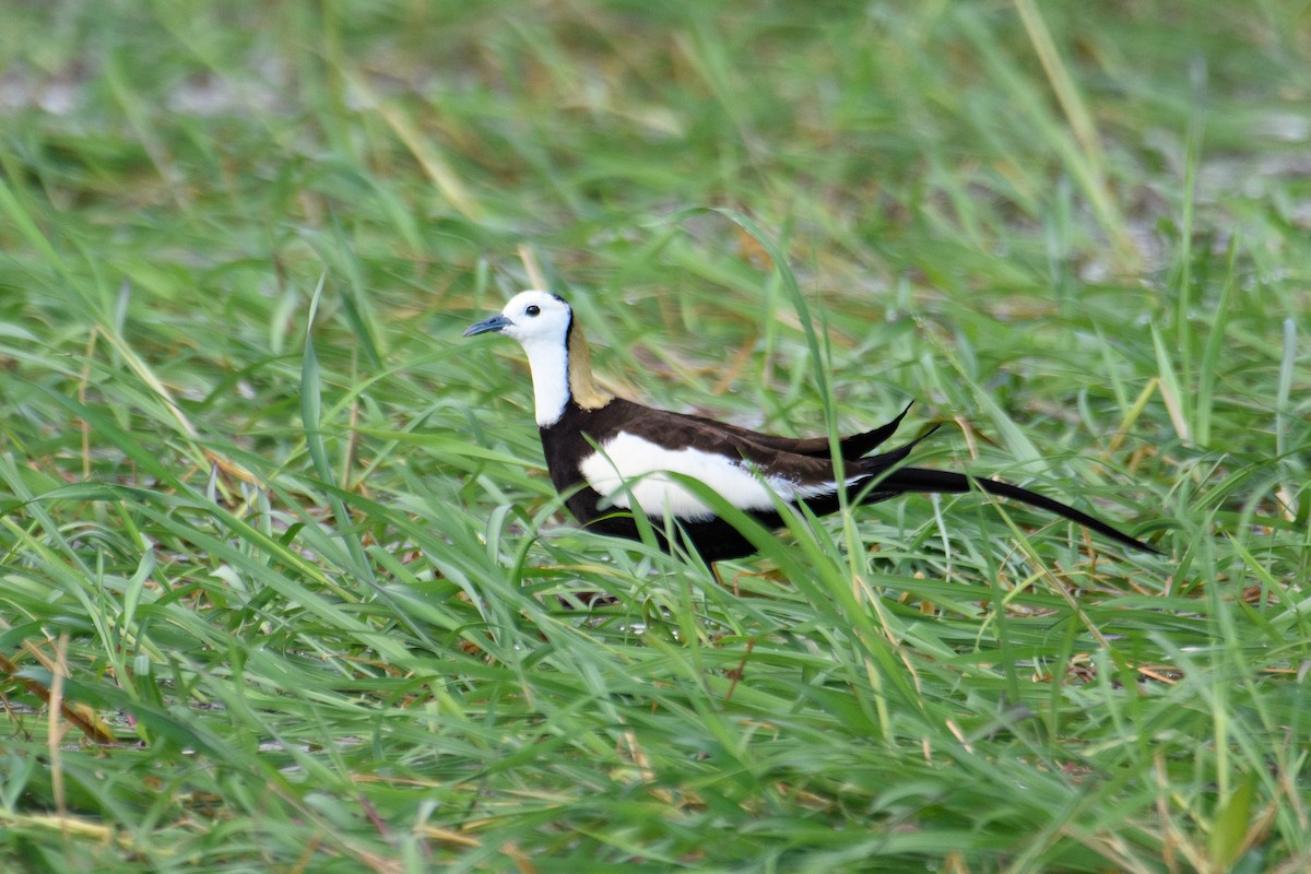 Jacana à longue queue - ML620434858