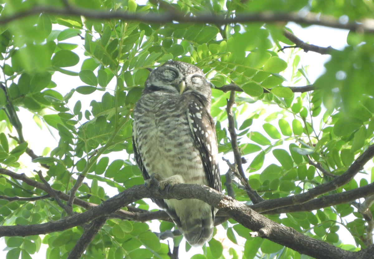 Spotted Owlet - ML620434860