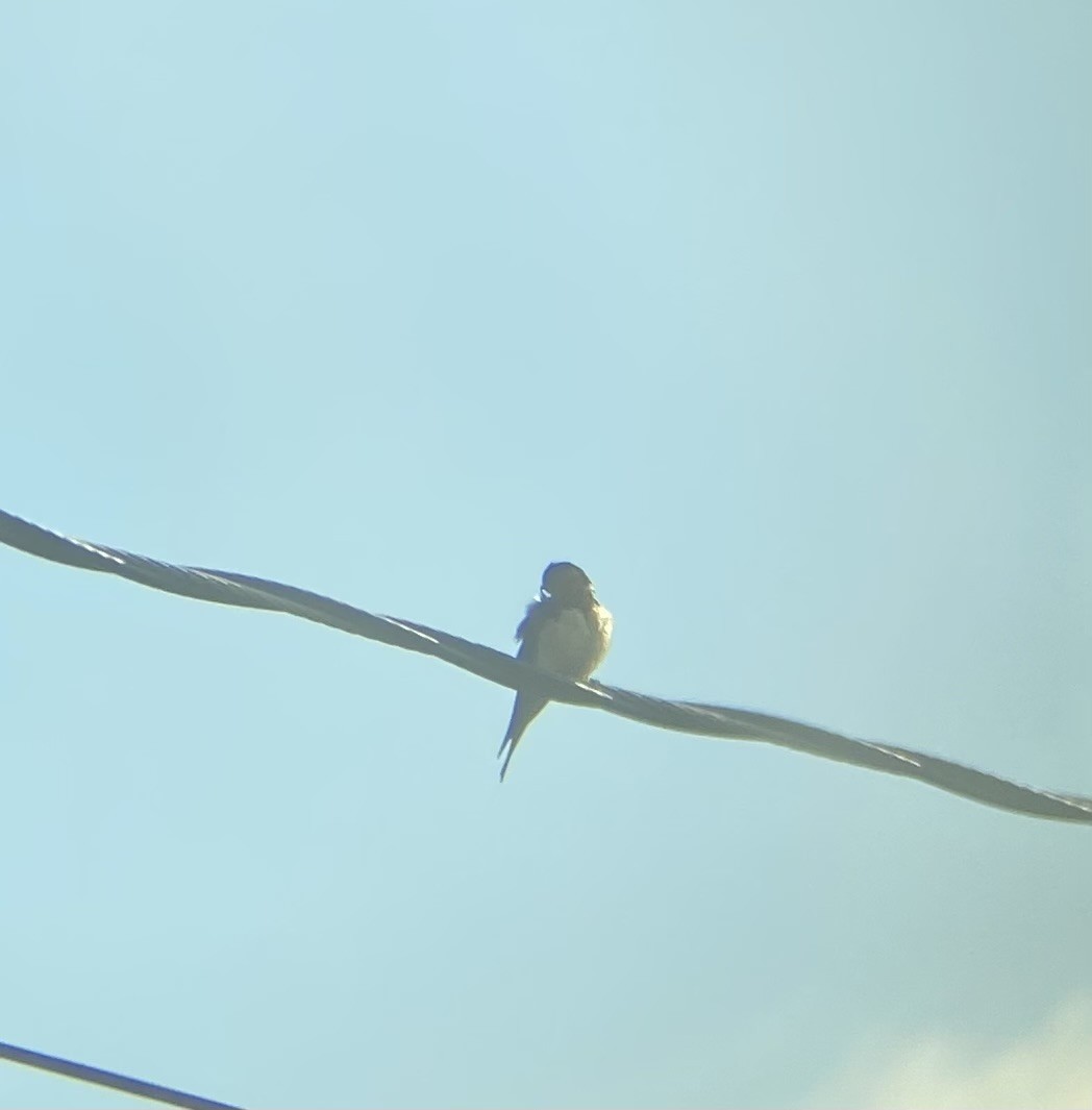 Barn Swallow - ML620434861