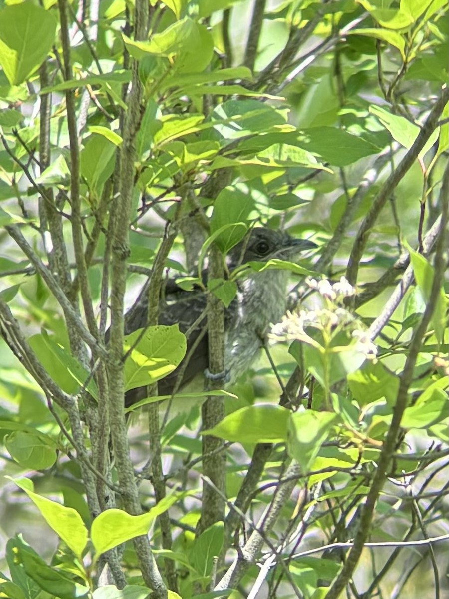 Black-billed Cuckoo - ML620434862