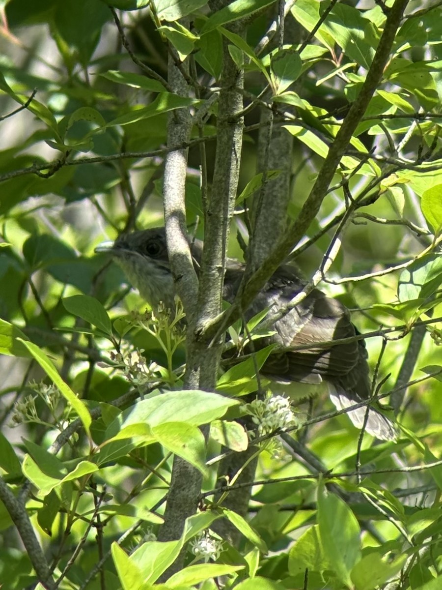 Black-billed Cuckoo - ML620434863