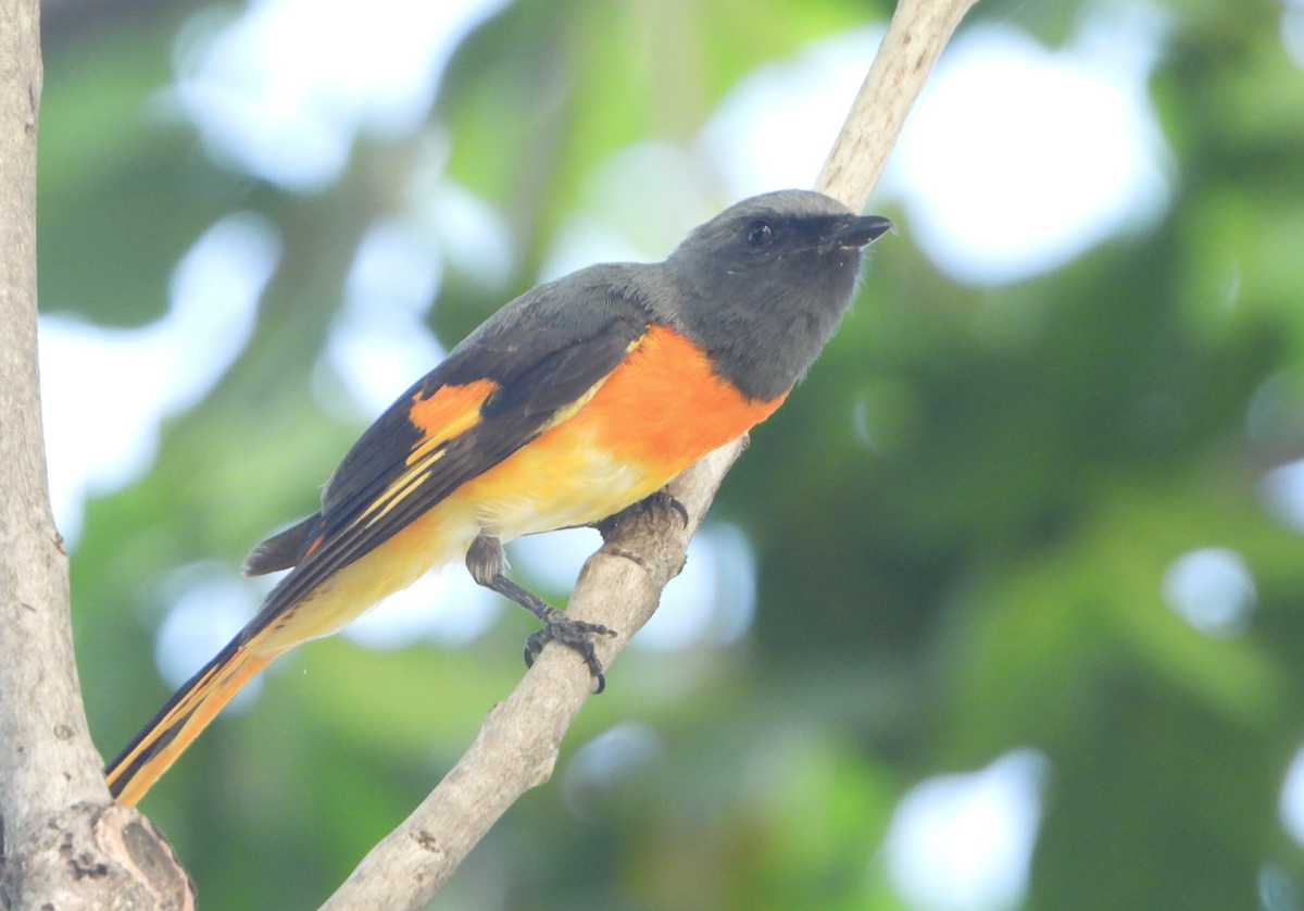 Minivet Chico - ML620434865