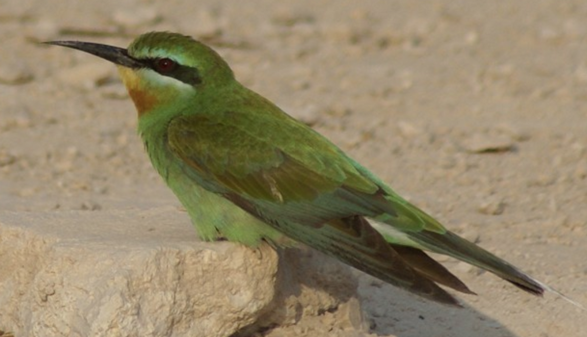 Blue-cheeked Bee-eater - ML620434866