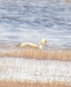 Spectacled Eider - ML620434870