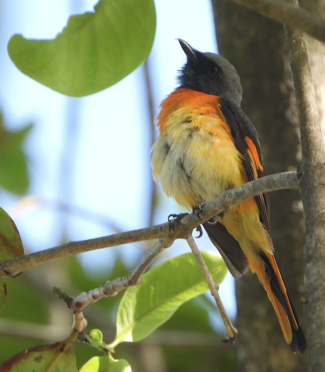 Small Minivet - ML620434872