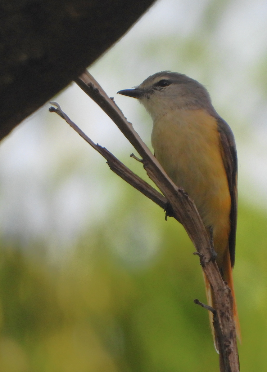 Minivet Chico - ML620434873