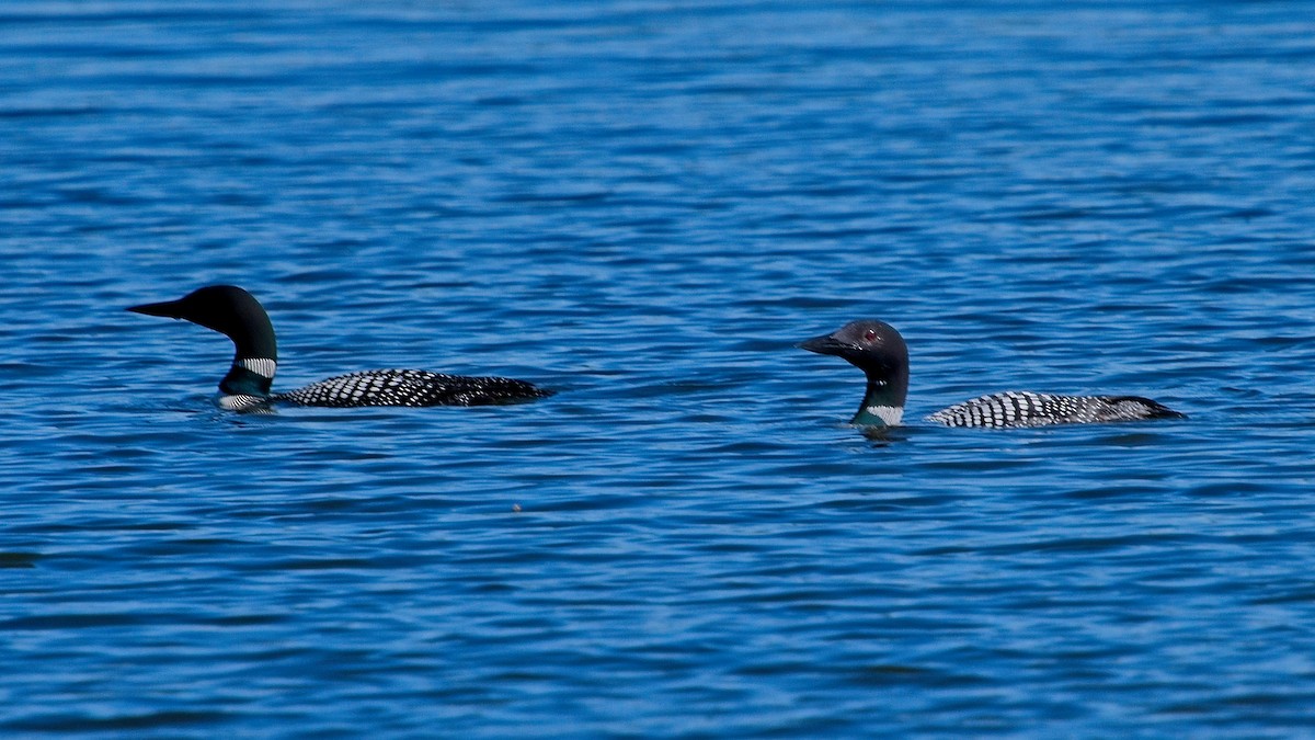 Plongeon huard - ML620434874