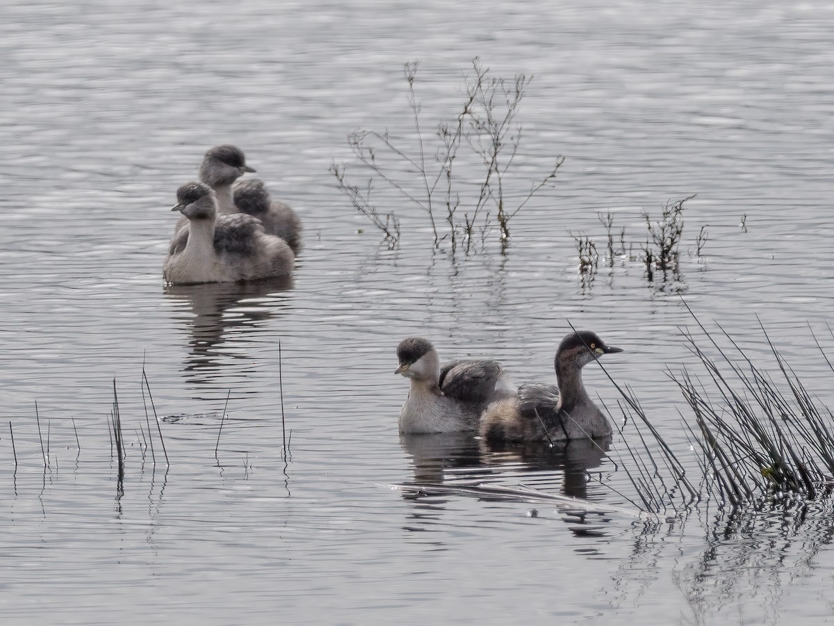 Hoary-headed Grebe - ML620434875