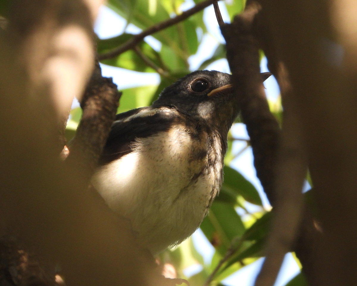 Oriental Magpie-Robin - ML620434876