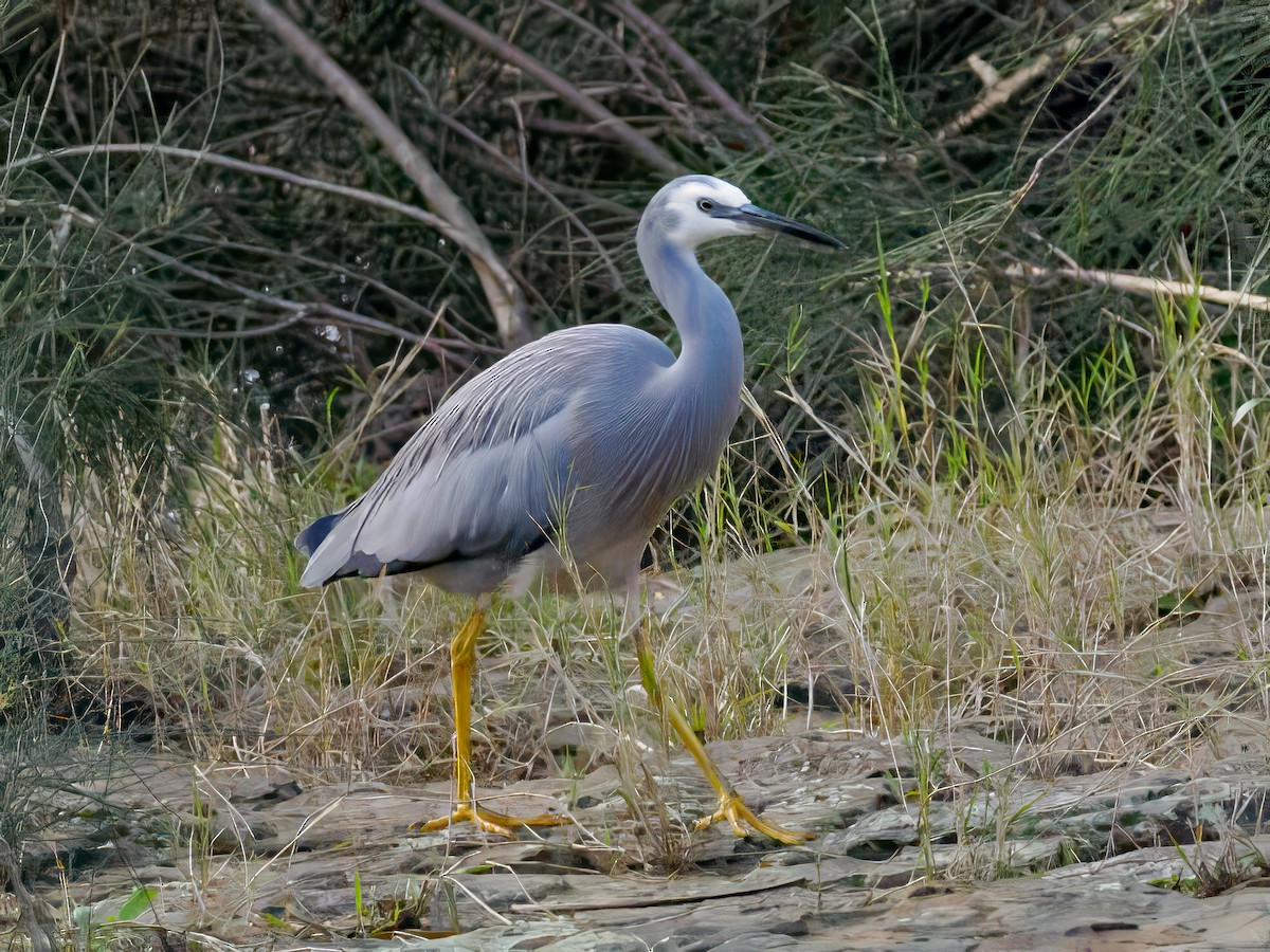 White-faced Heron - ML620434878