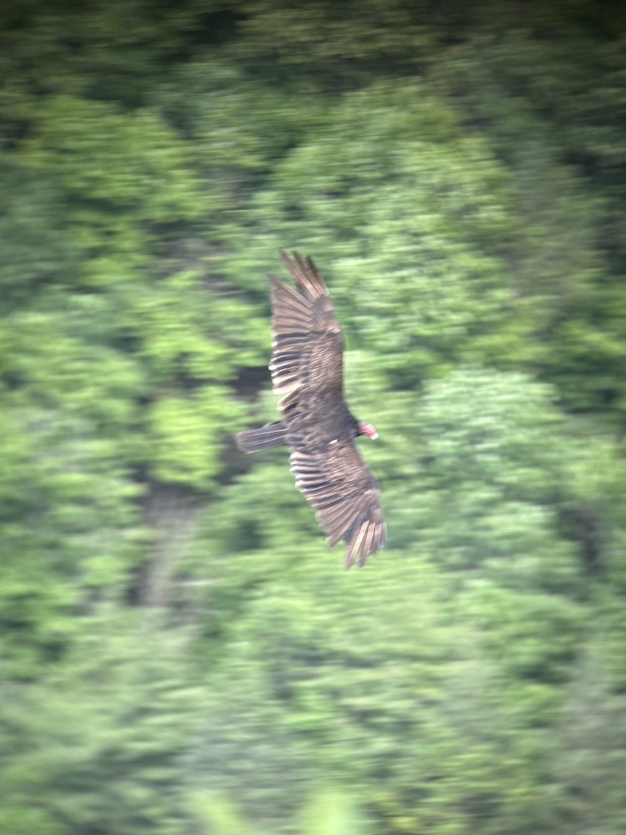 Turkey Vulture - ML620434879