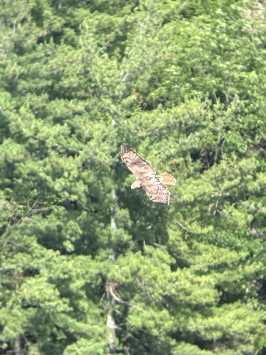 Red-tailed Hawk - ML620434881