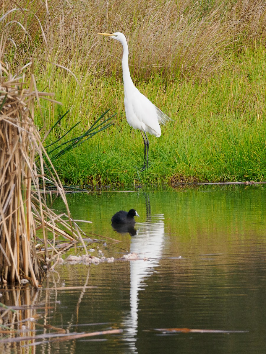 Great Egret - ML620434886