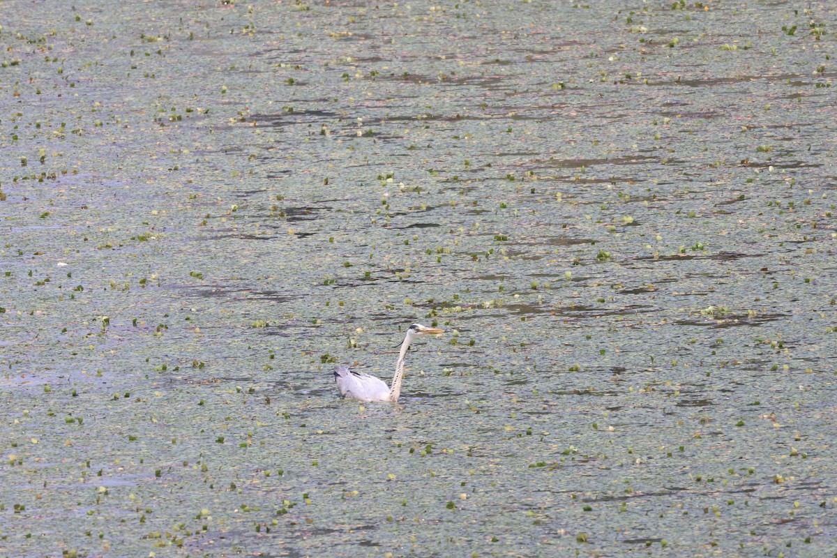 Gray Heron - ML620434887