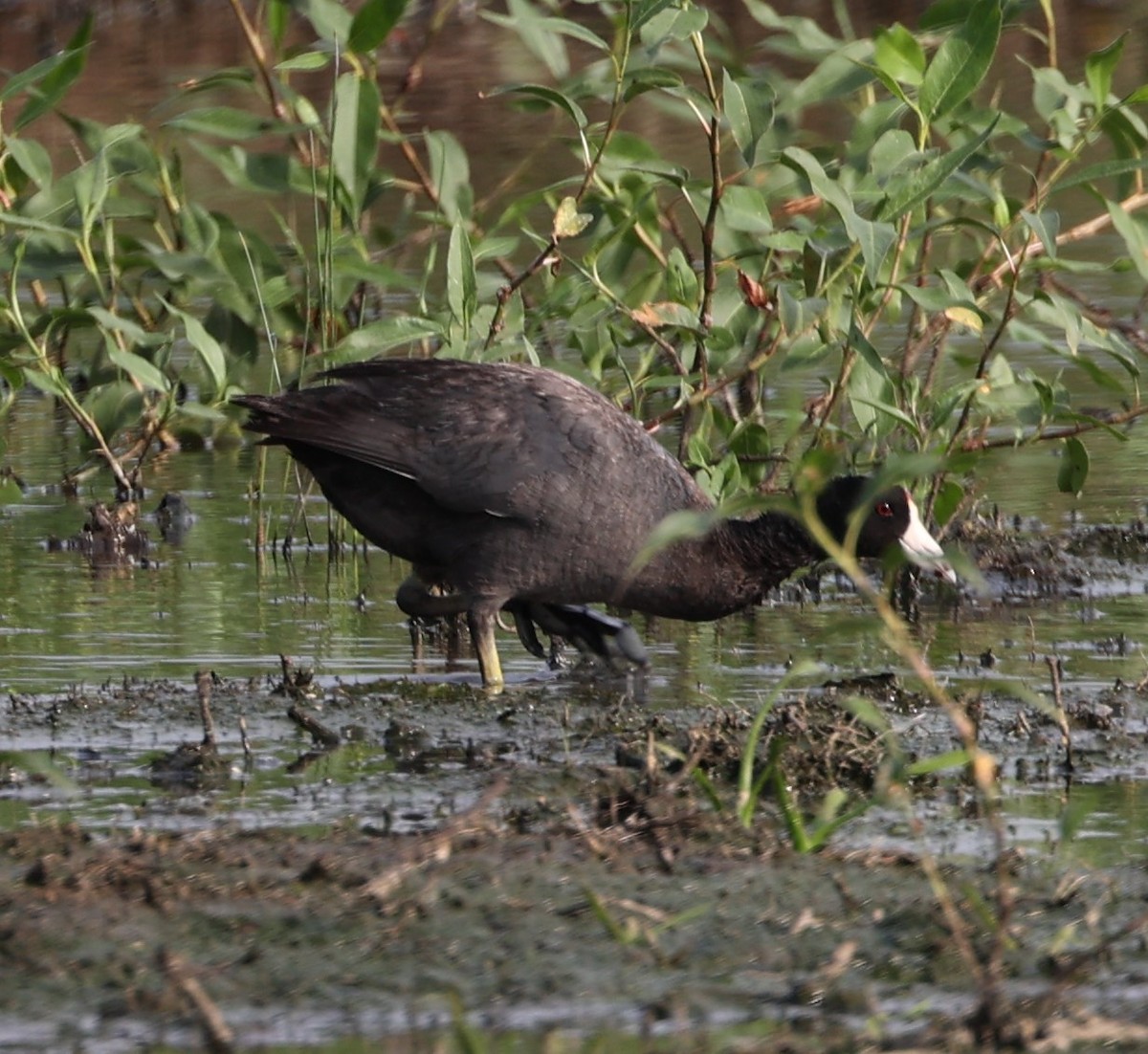American Coot (Red-shielded) - ML620434893