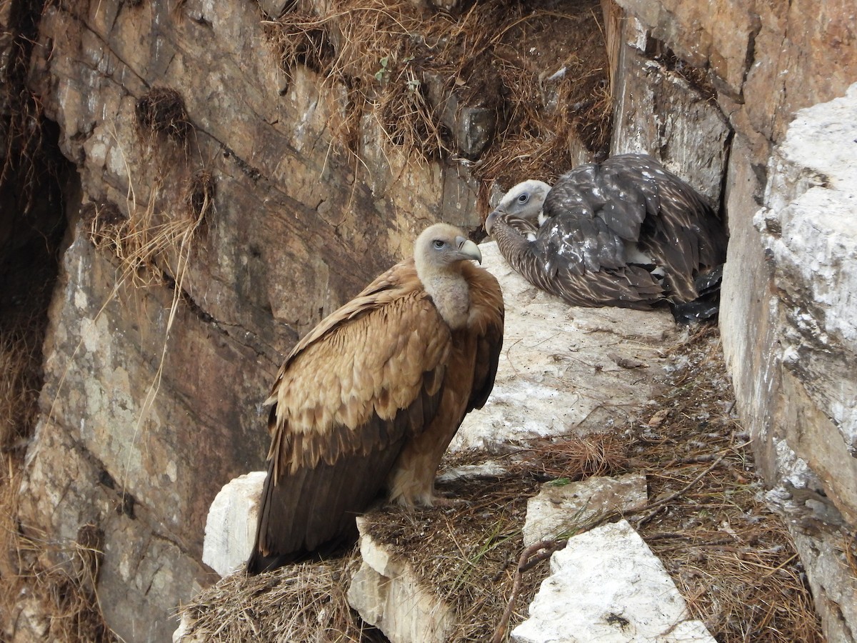 Himalayan Griffon - ML620434895