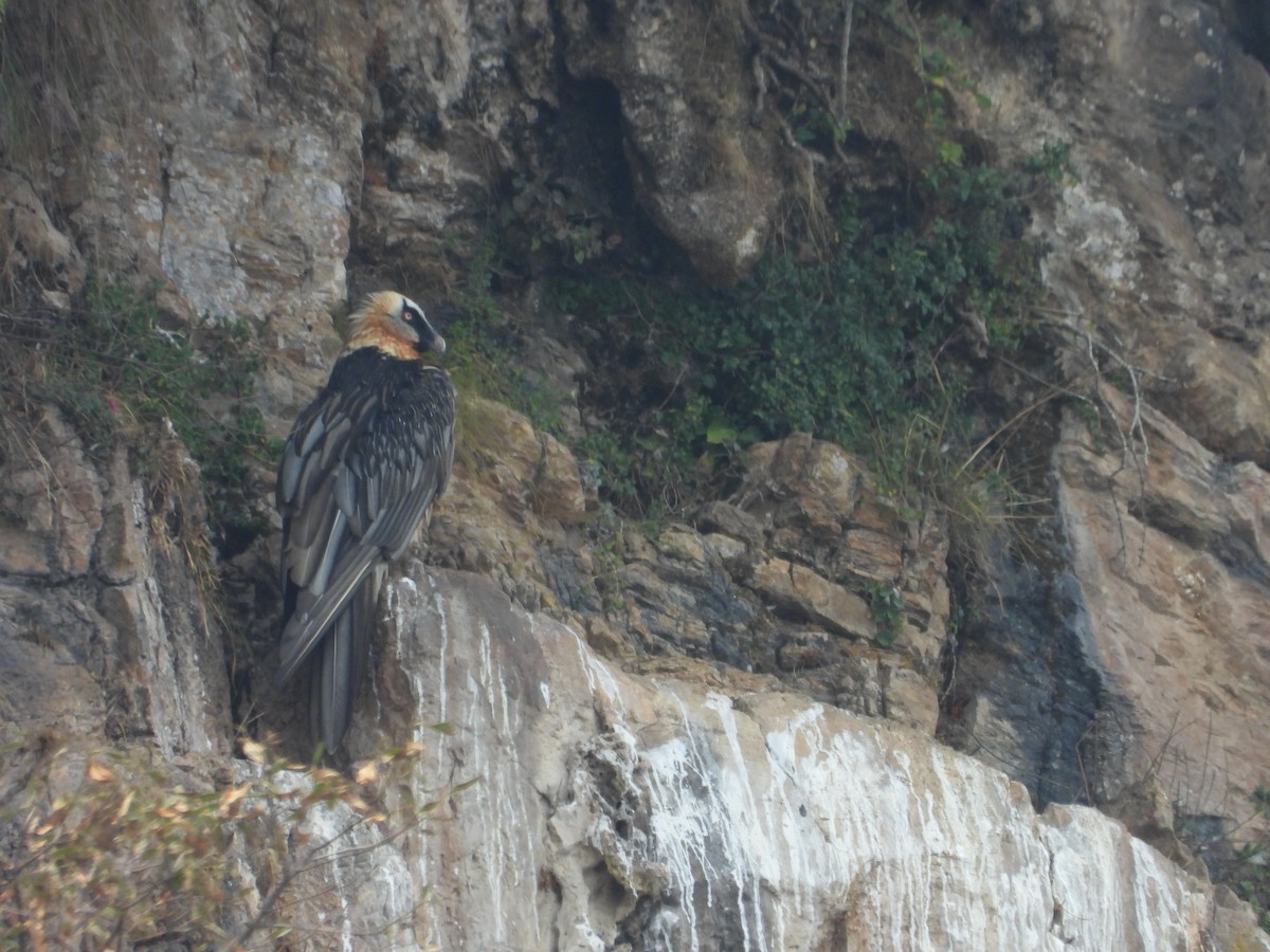 Bearded Vulture - ML620434898