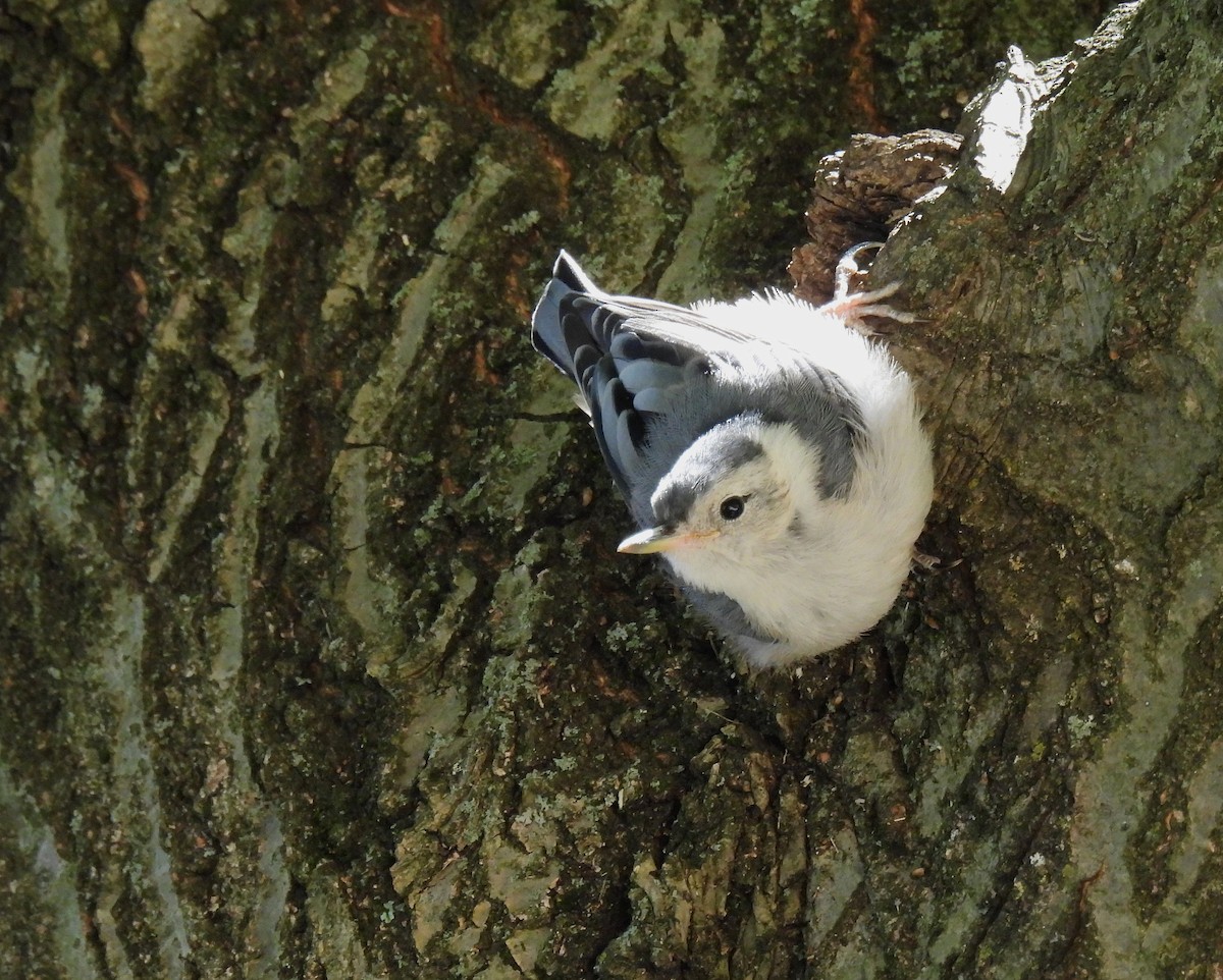 White-breasted Nuthatch - ML620434903