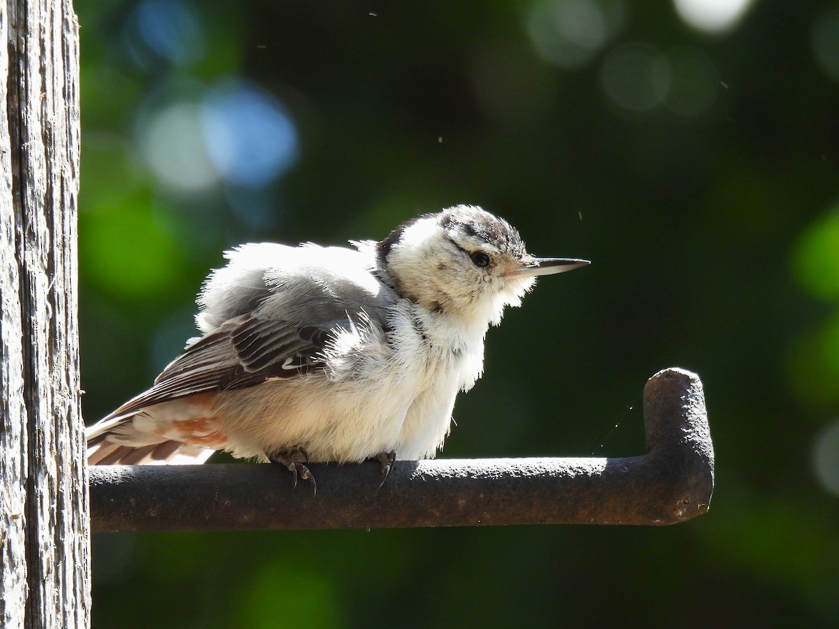 White-breasted Nuthatch - ML620434904