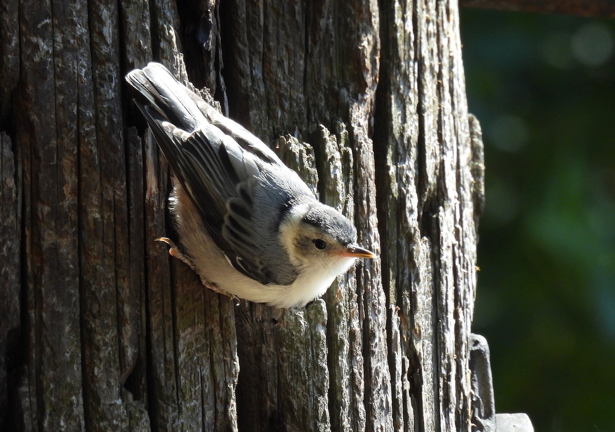 White-breasted Nuthatch - ML620434905