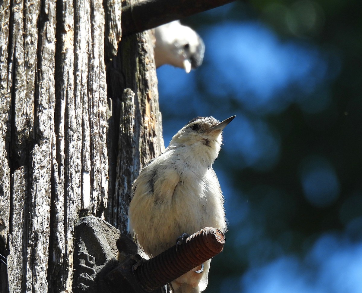 White-breasted Nuthatch - ML620434906