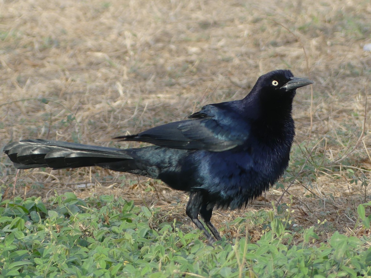 Great-tailed Grackle - ML620434907